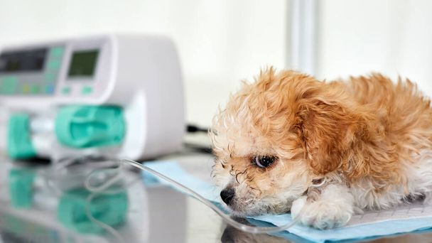 Un cachorro maltipoo enfermedad se encuentra en una mesa en una clínica veterinaria con un catéter en la pata, a través del cual la medicina se entrega utilizando la bomba de infusión. Primer plano, enfoque selectivo - Foto, imagen