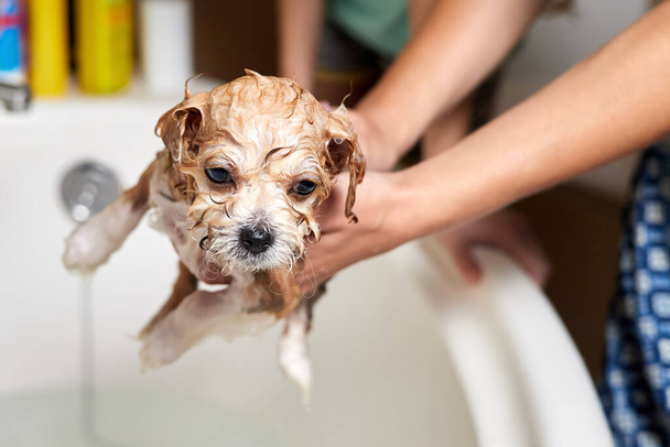 Bir kız tuvalette bir Maltipoo köpeğini yıkıyor. Yakın çekim, seçici odaklanma - Fotoğraf, Görsel