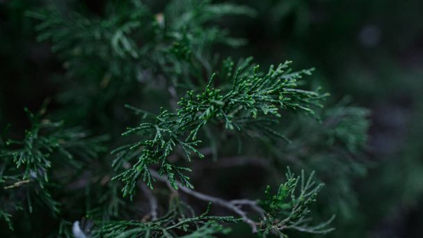 Green thuja branch swaying wind decorative coniferous plant. Evergreen foliage - Fotó, kép