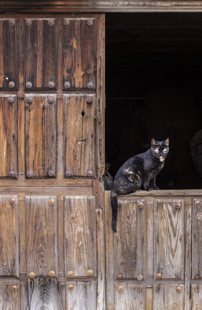 Cat over traditional wooden door of Cabezuela del Valle, Valle del Jerte, Caceres, Extremadura, Spain. Declared a Site of Historic-Artistic interest - Fotó, kép