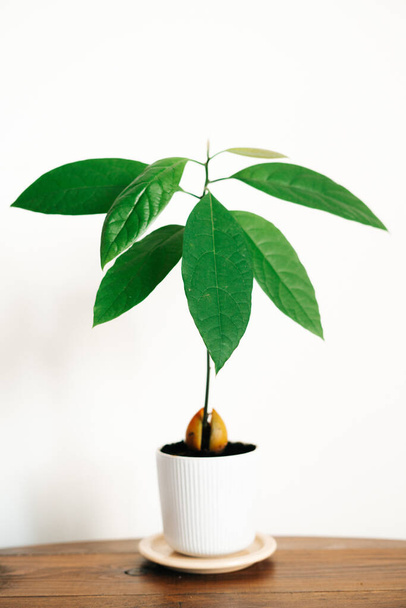 a young avocado plant in a white pot on a wooden table against a white wall. High quality photo - Foto, afbeelding