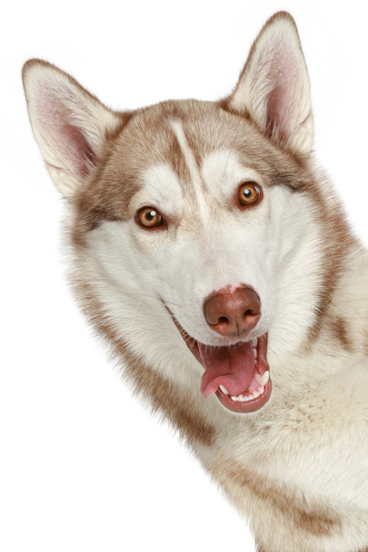 Siberian Husky dog. Close-up portrait - Zdjęcie, obraz