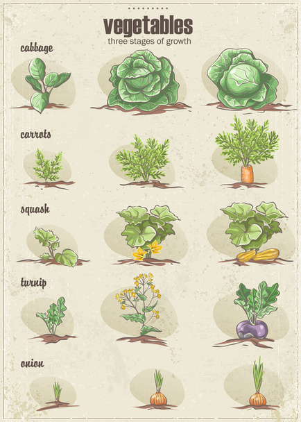 Gemüseset mit drei Stadien ihres Wachstums. - Vektor, Bild