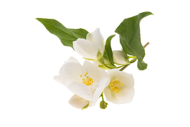 Όμορφα άνθη γιασεμιού που απομονώνονται σε λευκό φόντο  - Φωτογραφία, εικόνα
