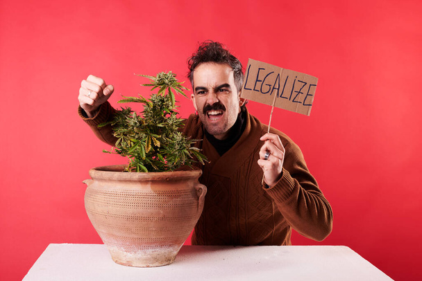 A young man next to a cannabis plant with a sign "legalize marijuana" on a red background. - Foto, immagini