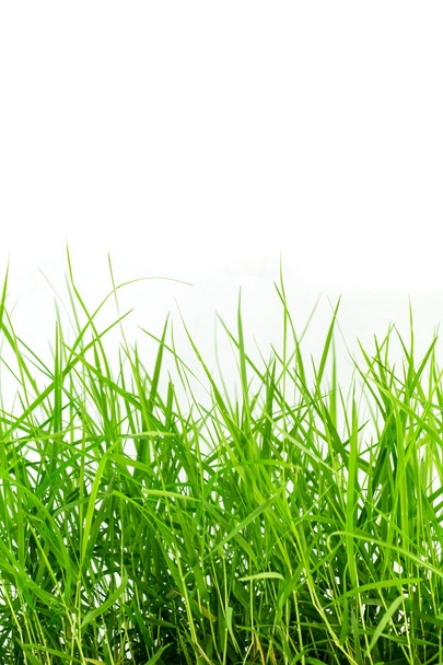 Grünes Gras isoliert - Foto, Bild