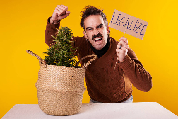 A young man next to a cannabis plant with a sign "legalize marijuana" on a yellow background. - Valokuva, kuva