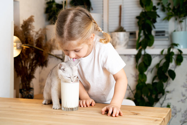 Ένα μικρό ξανθό κορίτσι κάθεται σε ένα τραπέζι με ένα λευκό σκωτσέζικο γατάκι και πίνει γάλα από ένα ποτήρι. - Φωτογραφία, εικόνα