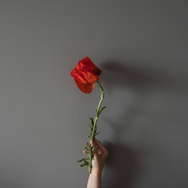 Female hand holding red poppy flower on neutral grey background - Foto, imagen