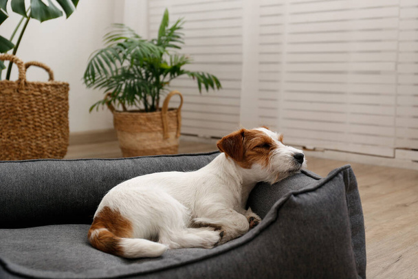 Retrato de quatro meses de idade fio cabeludo Jack Russell Terrier filhote de cachorro dormindo na cama do cão. Pequeno cachorrinho revestido áspero com manchas de pele engraçadas descansando em uma espreguiçadeira. Fechar, copiar espaço, fundo. - Foto, Imagem