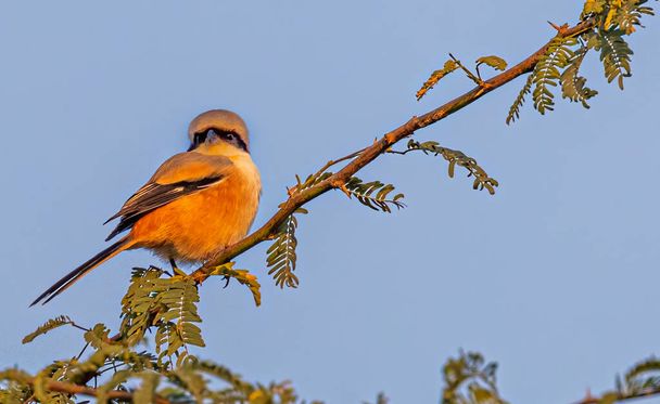 Long tail Shrike on a tree in a forest - Photo, Image