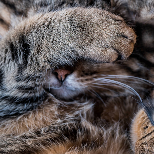 Cat covers face with his paw when he is sleeping - Foto, afbeelding