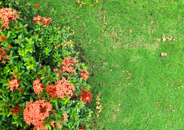 Flores rojas y pasto verde en un excelente dia - Фото, зображення