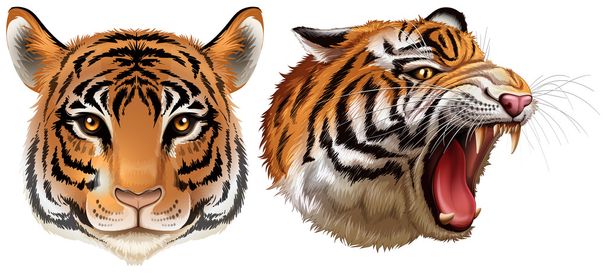 Cabeza de los tigres
 - Vector, Imagen