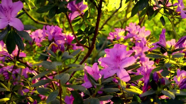 Bloeiende roze azalea in zonovergoten lentebotanische tuin. Open paarse bloemknoppen in groen zomerpark. Rhododendron struiken in bloei in tropische tuin. Rhododendron catawbiense, Boursault bloemen - Video