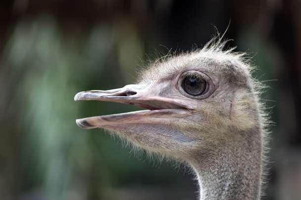 Common Ostrich Head Profile. - Φωτογραφία, εικόνα