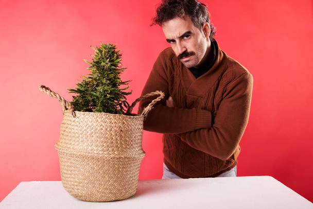 a man with a moustache stares at a cannabis plant on a red background - Valokuva, kuva