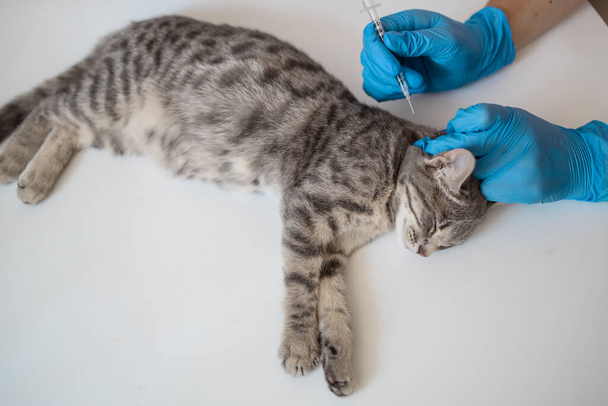 Lekarz weterynarii podający insulinę kotu w klinice weterynaryjnej. Koncepcja medycyny weterynaryjnej. - Zdjęcie, obraz