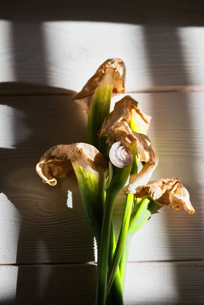 bouquet of dry beautiful dead callas lily on a white wooden background with hard light shadows. Minimal concept of dead, ending of blossom, breve temporary life, copy space. Modern Flower still life - Fotó, kép