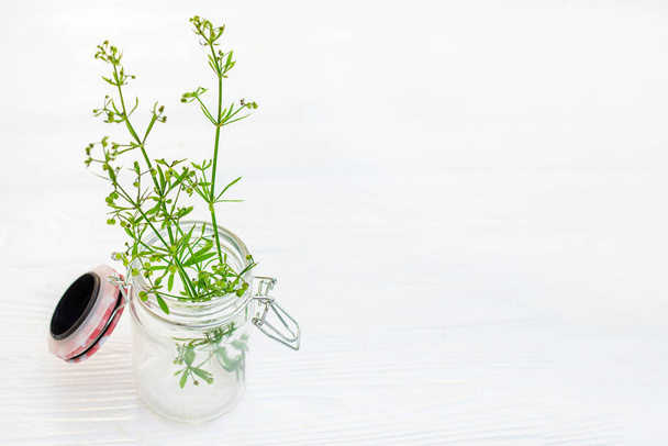 Galium aparine hakmessen in transparante pot op witte houten tafel. boeket van klivers, ganzengras en grip gras. Zachte focus - Foto, afbeelding