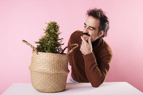 a man with a moustache stares at a cannabis plant on a pink background - Valokuva, kuva