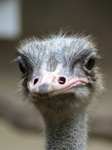 Common Ostrich View. - Φωτογραφία, εικόνα