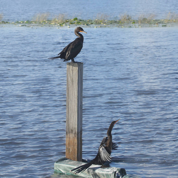 Double-crested Cormorant perched on a wooden post and an Anhinga on the dock below it - Photo, image