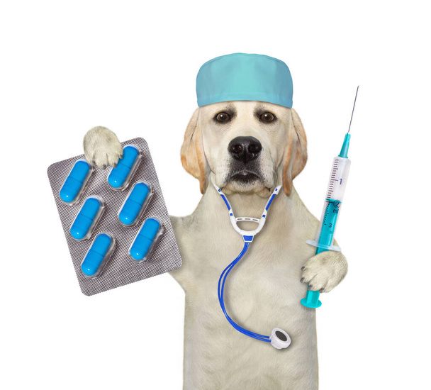 A dog labrador doctor in a medical hat with a stethoscope holds a syringe and a blue pill packaging. White background. Isolated. - Foto, Bild