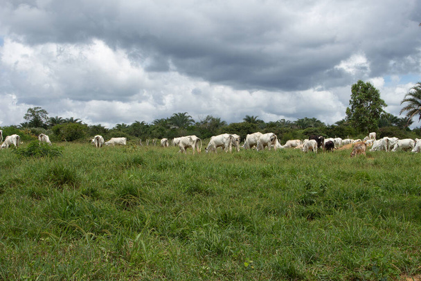 oxen and cows grazing in a green pasture on a cloudy day - Foto, Imagem