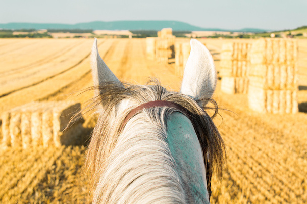 κεφάλι αλόγου ενάντια στον ουρανό από την άποψη του αναβάτη - Φωτογραφία, εικόνα