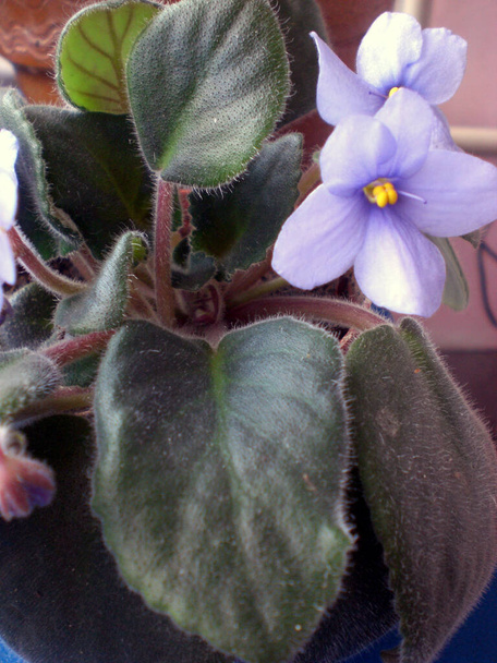 Violet Saintpaulias flowers commonly known as African violets Parma violets - Photo, Image