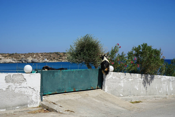 Wild goats jump over the fence into the hotel grounds. The wild goat or common ibex, Capra aegagrus, is a wild goat species. It has been listed as near threatened on the IUCN Red List. Kolimpia, Rhodes, Greece - Фото, изображение