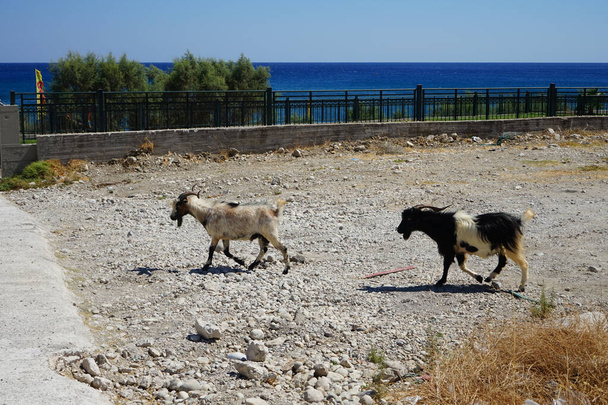 Wild goats descended from the mountains to the resort area. The wild goat or common ibex, Capra aegagrus, is a wild goat species. It has been listed as near threatened on the IUCN Red List. Kolimpia, Rhodes, Greece - Zdjęcie, obraz