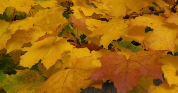 プラタナスの葉、秋、フランス - 映像、動画