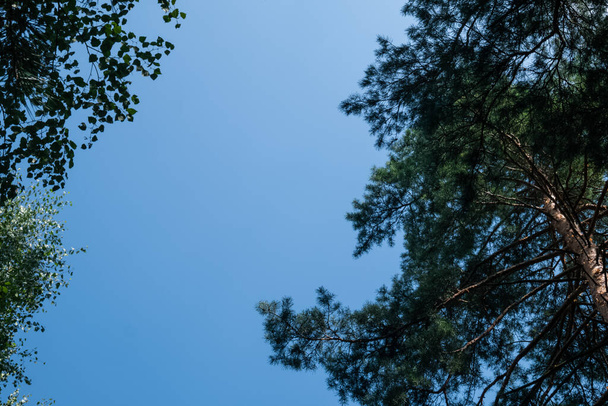 Blauwe schone lucht met uitzicht op bomen van onderen - Foto, afbeelding