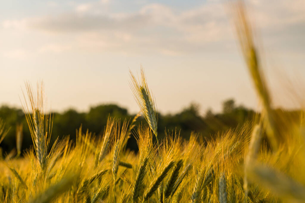 この風景写真はヨーロッパ、フランス、イセール、アルプス、夏に撮影されました。夕暮れ時にフランスの田舎で小麦の耳を見る. - 写真・画像
