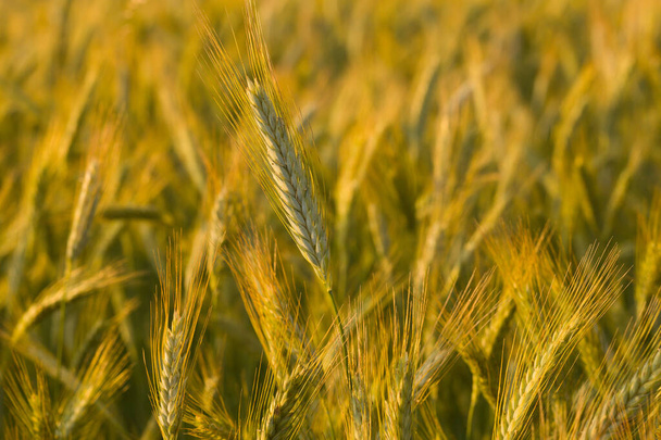 Bu manzara fotoğrafı Avrupa 'da, Fransa' da, Isere 'de, Alpler' de, yazın çekildi. Gün batımında Fransız kırsalında buğday başakları görüyoruz.. - Fotoğraf, Görsel