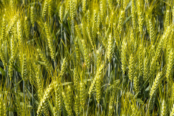 Эта пейзажная фотография была сделана в Европе, Франции, Изере, Альпах, летом. Мы видим колосья пшеницы в сельской местности Франции, под солнцем. - Фото, изображение