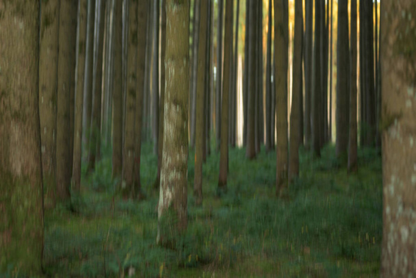 Abstract nature background in the forest. Blurred trees effect - 写真・画像