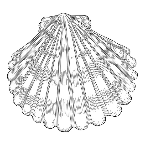 Рука намальована морська раковина. Зоряні рибки тропічні молюски в вінтажному гравюрному стилі. Сірка ізольована векторна колекція. Ілюстрація малювання молюсків і морських зірок
 - Вектор, зображення