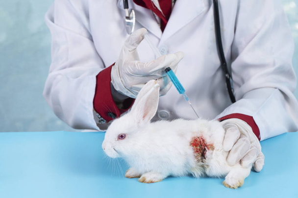 Eläinlääkäri nainen lääkäri käyttää ruiskua rokotus sairas valkoinen kani pupu pöydällä klinikalla. Eläinlääkäri käyttää univormua ja käsineitä stetoskoopilla. Eläinlääkäri tarkistaa terveydenhuollon eläinten käsite. - Valokuva, kuva