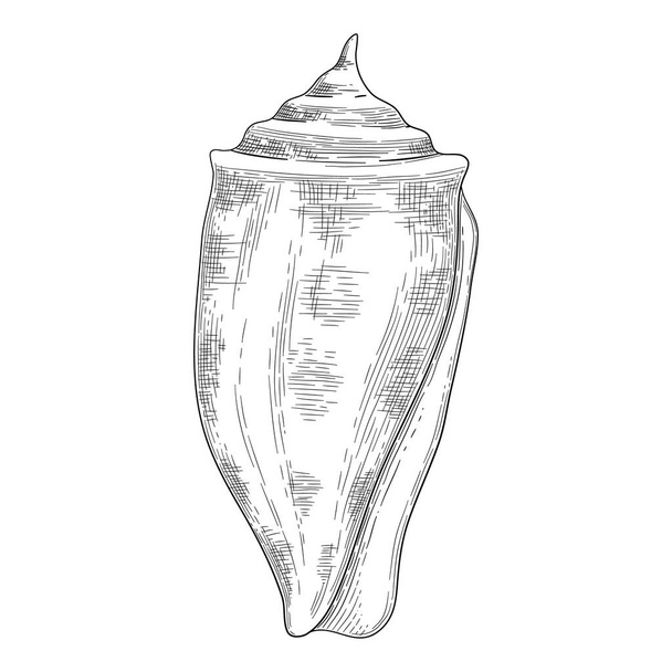 Hand drawn sea shell. Starfish shellfish tropical mollusk in vintage engraving style. Seashell isolated vector collection. Illustration of shellfish and starfish drawing - Vetor, Imagem