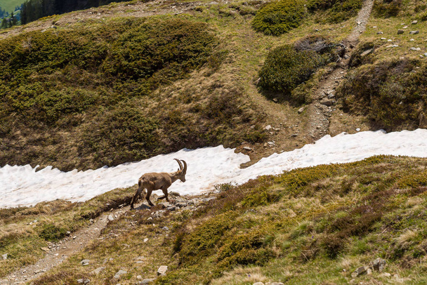Ezt a tájképet nyáron készítették Európában, Franciaországban, az Alpokban, Chamonix felé. Látunk egy ibex-et a Mont Blanc tömegben, a Nap alatt.. - Fotó, kép