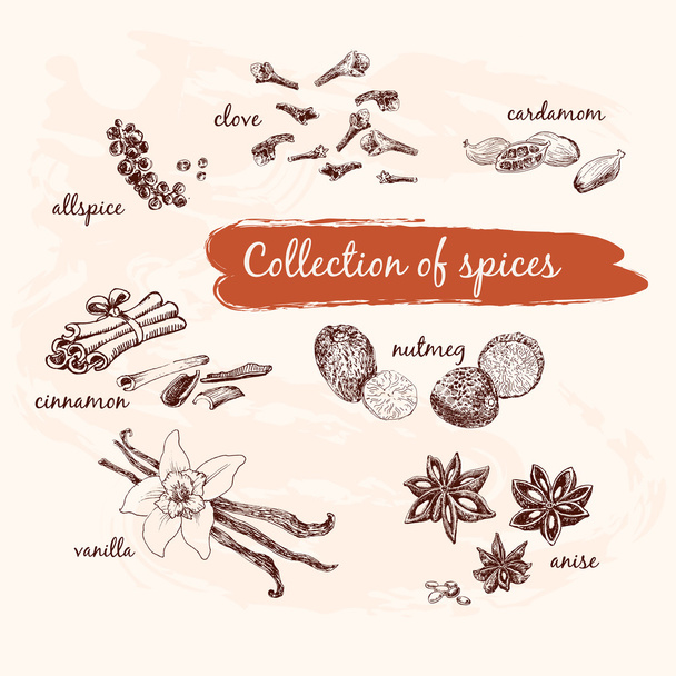 collectie van specerijen - Vector, afbeelding
