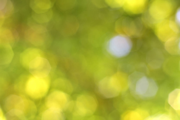 Green blur background with beautiful bokeh. - Photo, Image