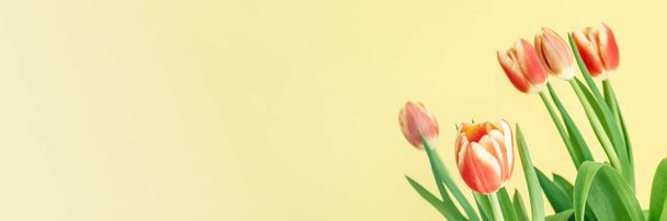 Tulipani freschi di primavera. - Foto, immagini