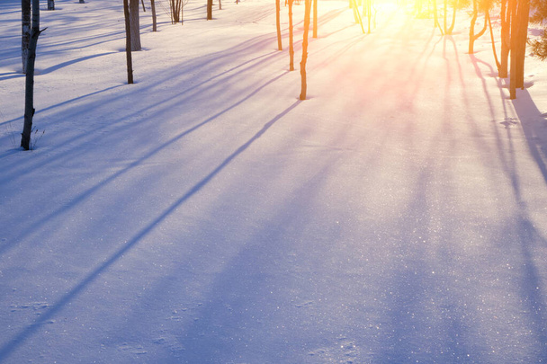 Winter landscape, tree trunks cast shadows on the snow, illuminated by bright sun at sunset - Φωτογραφία, εικόνα