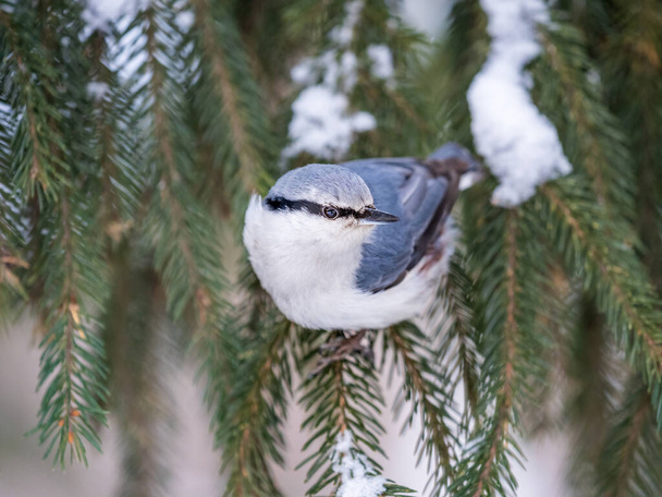Eurasian nuthatch or wood nuthatch, lat. Sitta europaea, sitting on the fir branch with snow in winter forest. Gray and Orange colored small bird with a black eyestripe. - Φωτογραφία, εικόνα