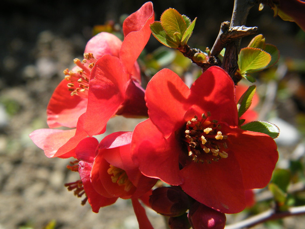 Close up de ramo florescendo pêssego
 - Foto, Imagem