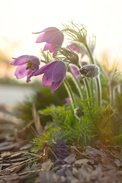 Prairie фіолетовий Pulsatilla Stuensis крупним планом на заході сонця. Прекрасна крихка перша весняна квітка розквітла. Лікарська дика квітка. Весняна квітка макрос в теплому вечірньому світлі на розмитому фоні
 - Фото, зображення